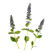 Patchouli
