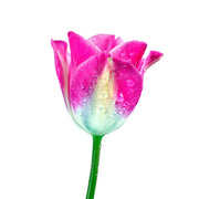 Fresh Florals