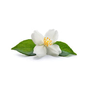 Jasmine