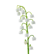 Lily of the Valley