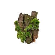 Mossy Woods