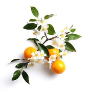 Orange Blossom