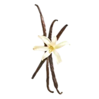 Vanilla