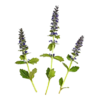 Patchouli