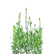 Earthy Greens & Herbs